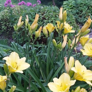 Na żółto kwitnie liliowiec, floksy na fioletowo i blado różowo ... 