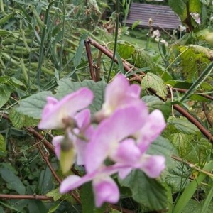 Corocznie kwitną w ogrodzie różowe pachnące goździki . 