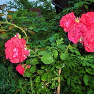 Powtórnie czerwona róża zakwitła-pięknie komponuje w zieleni ogrodu. 