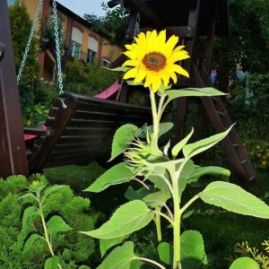 Kwiat słonecznika pyszni się w ogrodzie 