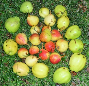 Jabłka zajączki i gruszki ananaski 