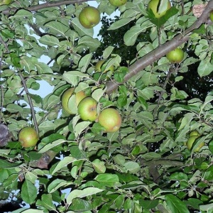 Dorodne jabłka -szara reneta 