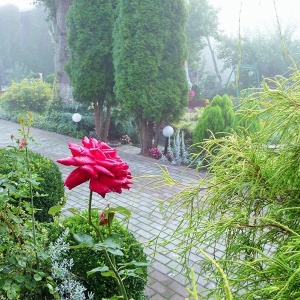 czerwona róża skąpana poranną mgłą 