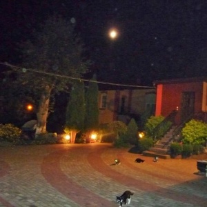 Księżyc oświetla podwórko i ogród, a ciekawe kotki są w pogotowiu. 