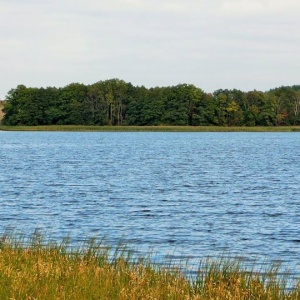 Niebieska toń jeziora Rekowo - w tle zalesiona wyspa. 