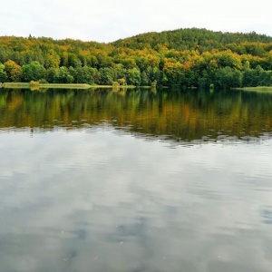 Las i niebo w jeziorze Rekowo 