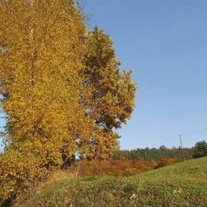 Złote  barwy jesieni w przyrodzie i krajobrazie 
