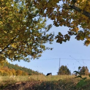 Swojski, wiejski widok- pasąca się krowa na pastwisku w jesiennym krajobrazie. 