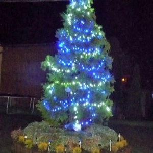 Udekorowana lampkami tuja na okres Bożego Narodzenia 