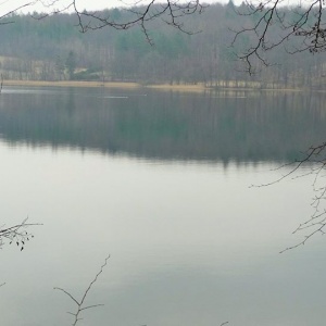 Chmielno, jezioro Rekowo w tle las - góra Biskupia , ptactwo wodne spokojnie płynie mącąc toń jeziora. 