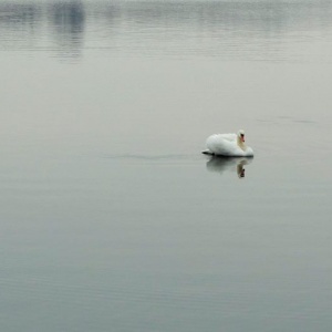 Chmielno, jezioro Białe łabędź odbija się w tafli jeziora. Piękna chwila... 