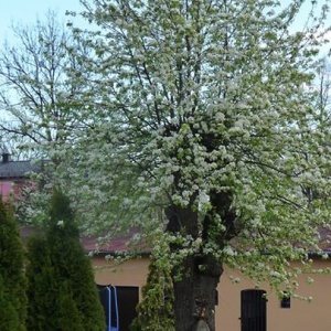 Wiosna w Chmielnie  na posesji Domu pod Gruszą, stuletnia grusza w rozkwicie  06.05.2015r. 