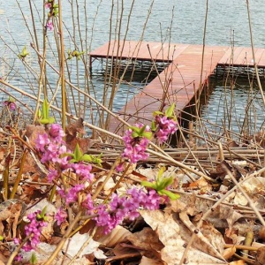 Krzew kwitnącego  wawrzynka na tle naszego pomostu nad jeziorem Rekowo, Chmielno 