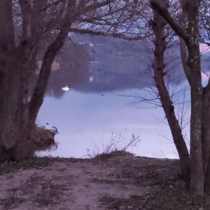 Nad jeziorem Kłodno  samotny łabędź niedzielne popołudnie 