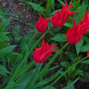 Smukłe tulipany 