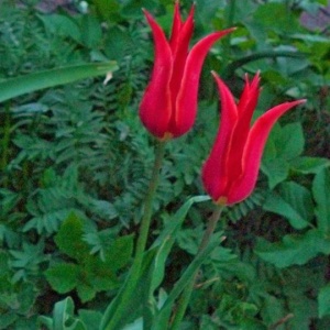 para smukłych tulipanów. 