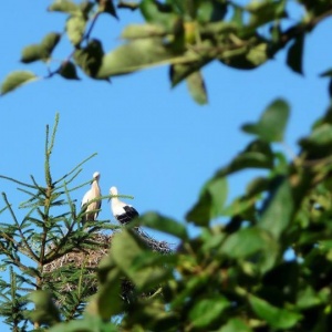 Lipiec -bociany z góry  swego gniazda spoglądają na świat. 