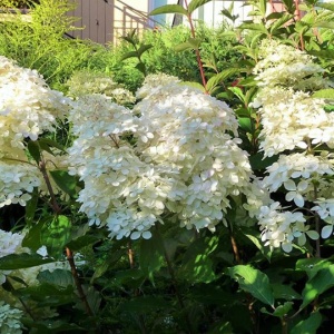 Biały kwiatostan hortensji bukietowej 
