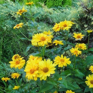 żółte kwiaty słonecznika zdobią ogród 