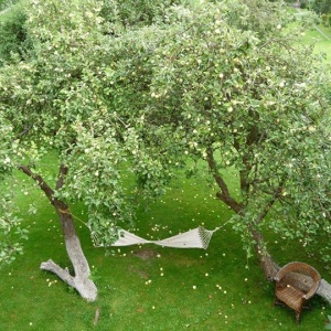 jabłka papierówki szybko dojrzewają, a i spocząć można pod drzewkiem 