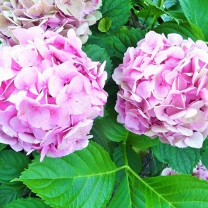 Hortensja różowa kwitnie. 