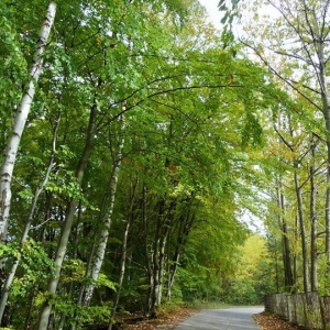 Droga do  lasu w kierunku wsi Kosy. 