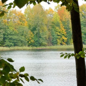 Jezioro Rekowo, nasz pomost wśród trzcin na tle jesiennie ubranych drzew. 