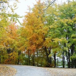 Droga nad jeziorem Rekowo, drzewa w jesiennej szacie. 