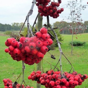 Dojrzałe owoce jarzębiny na posesji w Domu nad Jeziorem w Chmielnie. 