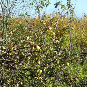 jabłka rumienią się w słońcu i ślicznie wyglądają na tle żółtawych liści . 