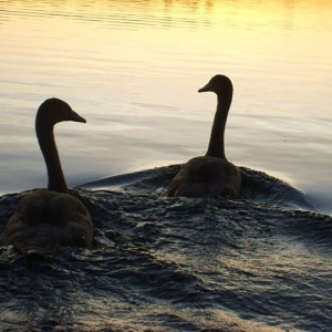 Para łabędzi płynie razem na jeziorze Kłodno 