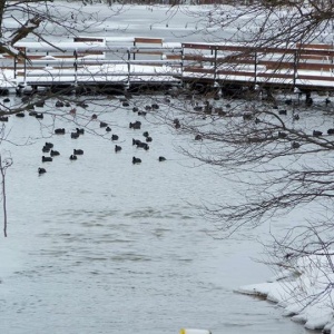 Stadko kaczek przy pomoście nad jeziorem Kłodno 