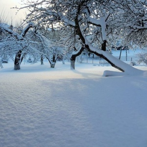 Sad w Domu pod gruszą pod grubą pierzynką śnieżną. Konary jabłoni w słońcu tworzą cienie na śniegu. 