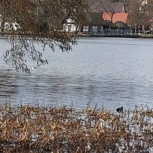 Nad jeziorem Białym ruch czarnych kaczek łysek 