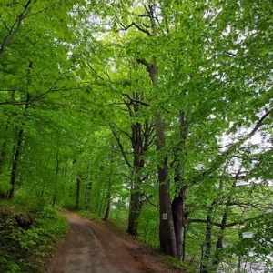Droga leśna nad jeziorem Rekowo  w kierunku Chmielna. 
