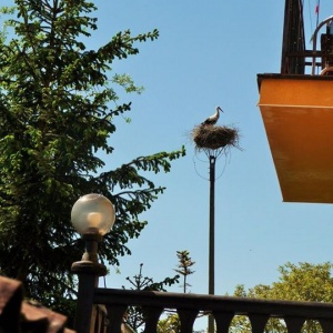 Bocian obserwuje Chmielno ze swojego gniazda. 