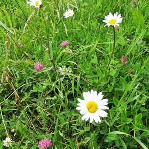 Wiosenna łąka w promieniach słońca
cała zielona jest i kwitnąca.
Pszczoły, motyle nad nią fruwają,
a w trawie świerszcze koncerty grają. 