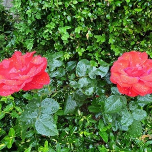 Czerwone róże skąpane deszczem. 