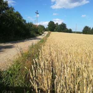 Piękne łany  pszenicy i ziół wzdłuż polnej drogi... 