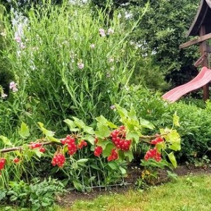 Groszek pachnący i owoce czerwonej porzeczki w ogrodzie wypoczynkowym. 