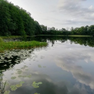Jezioro Rekowo otulone zielenią ... 