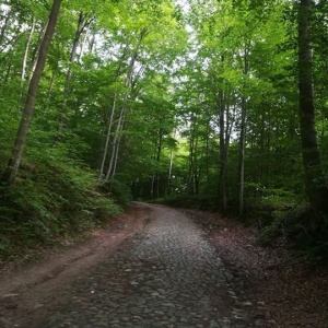 Droga przez las do Kartuz 