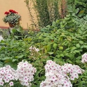 Kolorowy, pachnący ogród kwiatowy z miejscami do wypoczynku przy kawie, 