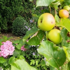 Dorodne jabłka  z jabłoni ponad stuletniej. 