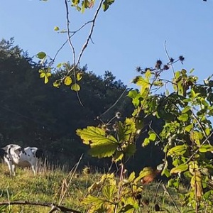 Sielski pejzaż, krowa na pastwisku  w Zaworach 