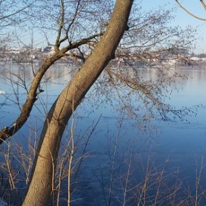 Łabędzie na jeziorze Białym w Chmielnie 