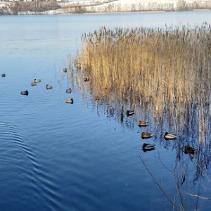 Stadko kaczek na jeziorze Białym  przy przesmyku z jeziorem Kłodno w Chmielnie 