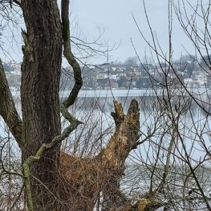 Po ostatniej wichurze złamał się konar drzewa nad jeziorem Białym w Chmielnie 