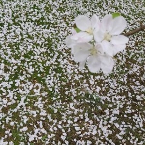 A to maj w sadzie w Domu pod Gruszą w Chmielnie. 
A jakby śnieg leżał na trawie.
Przyroda może zadziwiać 