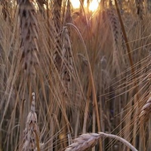 Zachód słońca  w lanie zbóż 